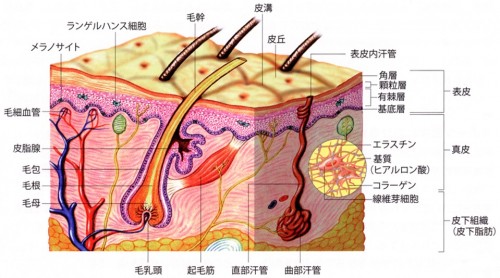 皮膚の構造